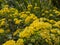 Close up shot of many yellow Lantana blossom