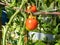 Close-up shot of maturing tomatoes growing on a tomato plant in greenhouse in bright sunlight. Organic grown red tomatoes