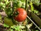 Close-up shot of maturing tomatoes growing on a tomato plant in greenhouse in bright sunlight. Organic grown red tomatoes