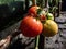 Close-up shot of maturing tomatoes growing on a tomato plant in greenhouse in bright sunlight. Organic grown red tomatoes