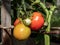 Close-up shot of maturing tomatoes growing on a tomato plant in greenhouse in bright sunlight. Organic grown red tomatoes