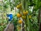 Close-up shot of maturing, yellow tomatoes growing on a tomato plant in greenhouse in bright sunlight