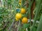 Close-up shot of maturing, yellow tomatoes growing on a tomato plant in greenhouse in bright sunlight