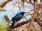 Close up shot of Mexican grackle on tree