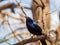 Close up shot of Mexican grackle on tree