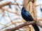 Close up shot of Mexican grackle on tree