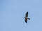 Close up shot of Mississippi kite flying