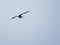 Close up shot of Mississippi kite flying