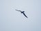 Close up shot of Mississippi kite flying