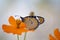 Close up shot of a Monarch butterfly sucking nectar from a Garden marigold or Calendula officinalis with blurred background.