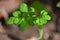 Close up shot of moringa drumstick tree plant leaves