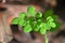 Close up shot of moringa drumstick tree plant leaves