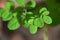 Close up shot of moringa drumstick tree plant leaves