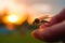 close-up shot of a mosquito biting human skin at sunset