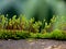 Close up shot of moss sporangia on a wall surface