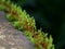 Close up shot of moss sporangia on a wall surface