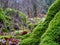 Close up shot of a mossy rock in a lush forest.