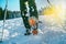 Close up shot of mountain boots with crampons and snow gaiters with backlight sunbeams and snowy spruces on the background . High