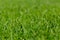 Close-up shot of mowed lawn. Green grass natural background texture.