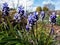 Close-up shot of Muscari vuralii. The flowers are narrow, bell-shaped and two-tone