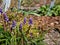 Close-up shot of Muscari vuralii. The flowers are narrow, bell-shaped and two-tone