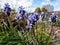 Close-up shot of Muscari vuralii. The flowers are narrow, bell-shaped and two-tone. The flower tube is sky blue, the lobes are