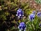 Close-up shot of Muscari vuralii. The flowers are narrow, bell-shaped and two-tone. The flower tube is sky blue, the lobes are