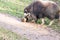 Close up shot of a muskox charging on a log on a muddy surface