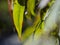 Close up shot of Nandina domestica leaves