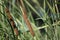 Close-up shot of the Narrowleaf cattails in the swamp.