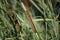 Close-up shot of the Narrowleaf cattails in the swamp.