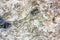 A close-up shot of the natural rocky hillside of Corniglia in Cinqueterre, Italy