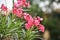 Close up shot of Nerium oleander is one of the most poisonous plants to humans known. Selective focus