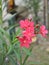 Close up shot of Nerium oleander is one of the most poisonous plants to humans known. Selective focus