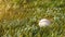 Close up shot of a new baseball lying in the green grass in the afternoon.