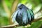 Close-up shot of a nicobar pigeon