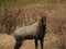 Close up shot of Nilgai looking at camara.