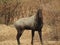 Close up shot of Nilgai looking at camara.