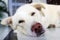 A close up shot of nose of a sleeping white dog with eyes closed