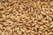 Close up shot of oats