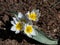 Close-up shot of open white flowers of the polychrome tulips Tulipa polychroma with yellow centers growing in the garden