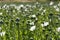 Close up shot of opium Poppies in the field