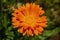 Close up shot of orange Asteraceae blossom