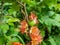 Close-up shot of Orange quince cydonia flowers and small green fruits forming and maturing on branches of bush surrounded with