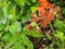 Close-up shot of Orange quince cydonia flowers and small green fruits forming and maturing on branches of bush surrounded with