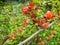 Close-up shot of Orange quince cydonia flowers and small green fruits forming and maturing on branches of bush surrounded with