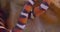 Close-up shot of orange striped snake crawling at the stone in terrarium showing tongue.