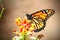 Close-up shot of an orange white spotted monarch butterfly (Danaus plexippus) on a flower