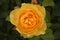 Close-up shot of orange yellow rose Rosa `Graham Thomas`