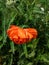 Close-up shot of the Oriental poppy Papaver orientale `Olympia` flowering with orange flower in the garden bed